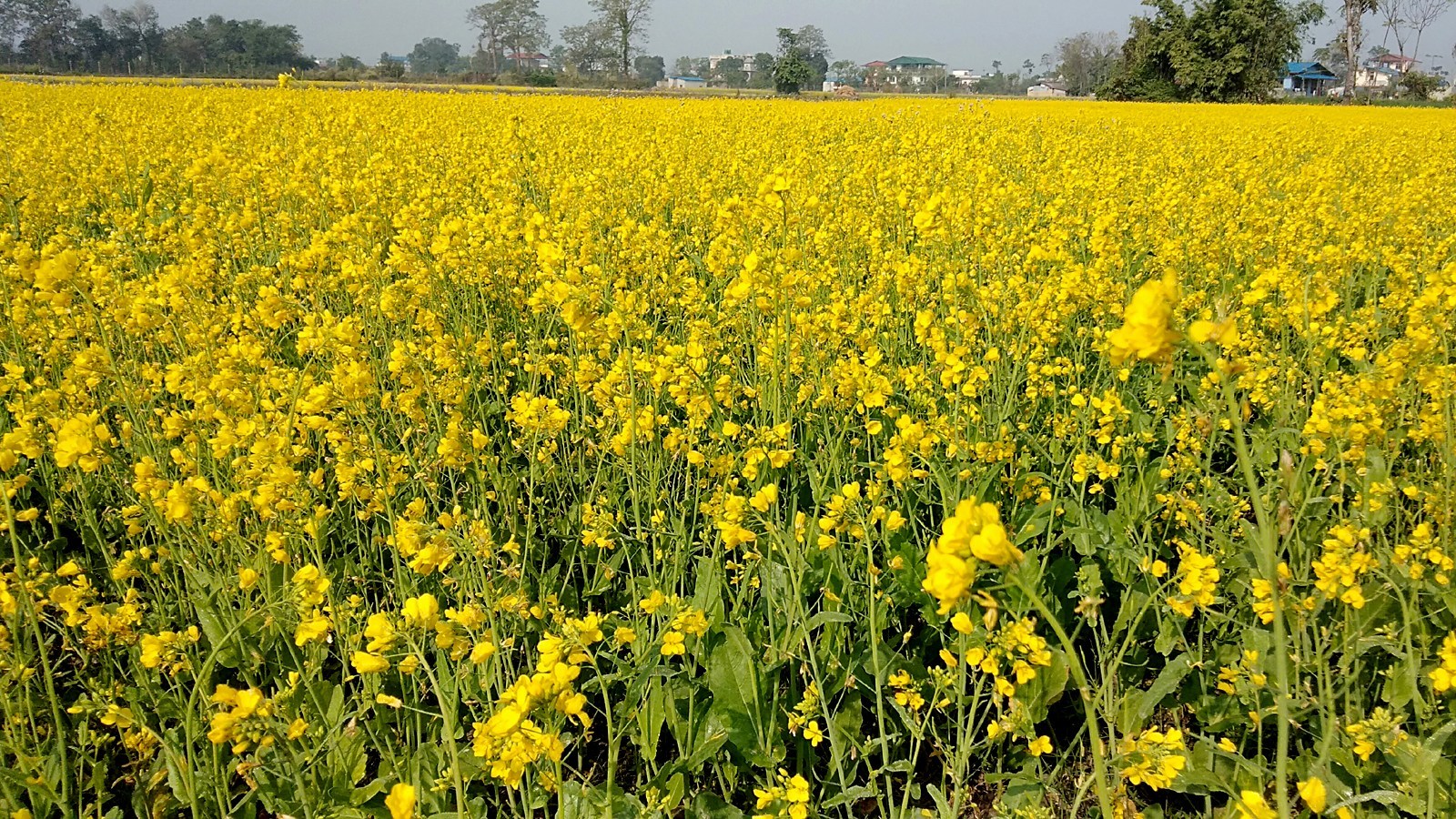 किसानको तोरी सहकारीले किन्ने 