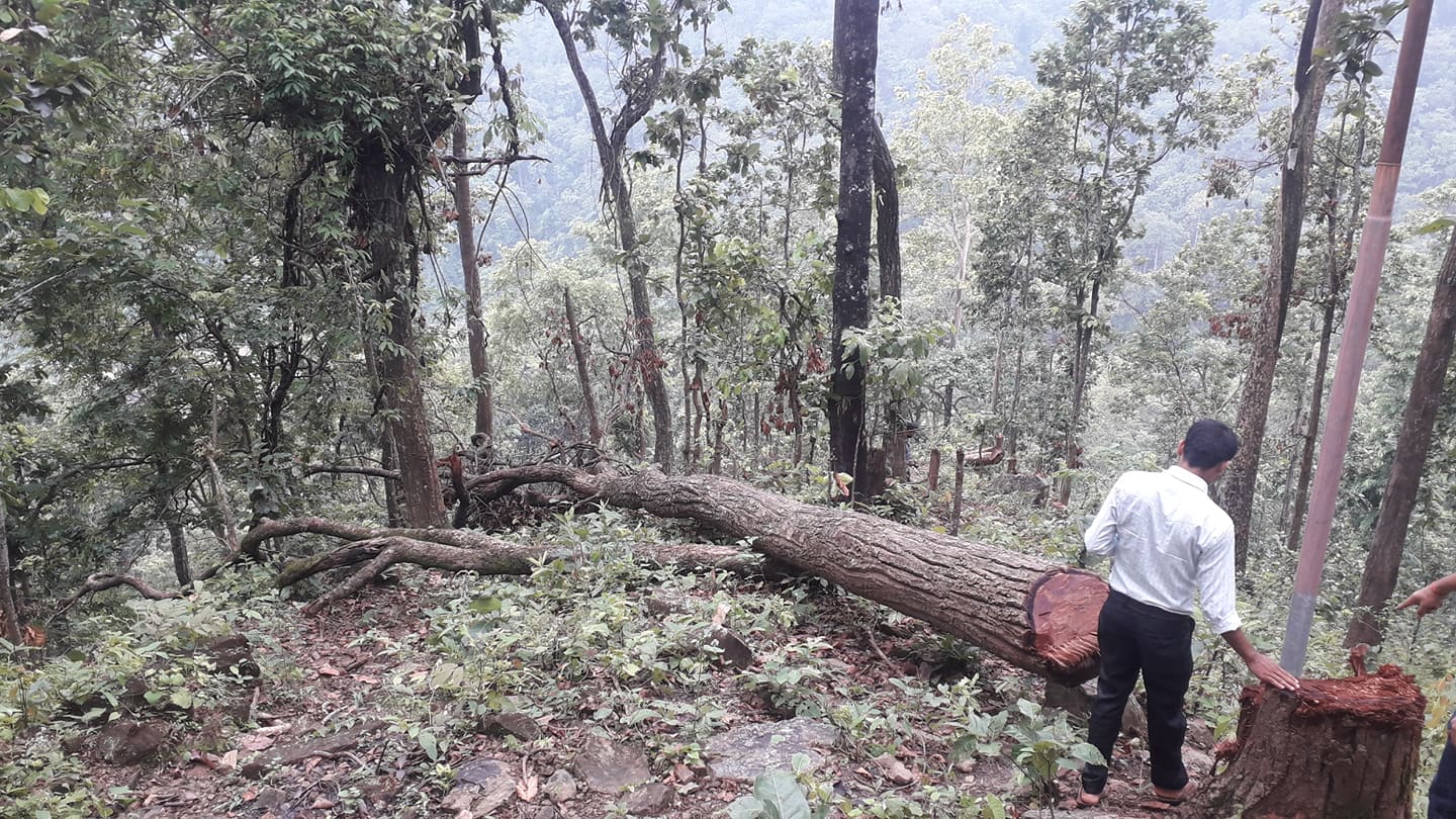 लकडाउनको मौका छोप्दै रुख काटन आदेश दिने दुई अध्यक्ष पक्राउ 