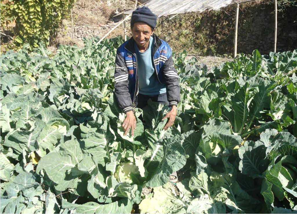 व्यावसायिक खेतीबाट राम्रो आम्दानी लिँदै कृषक
