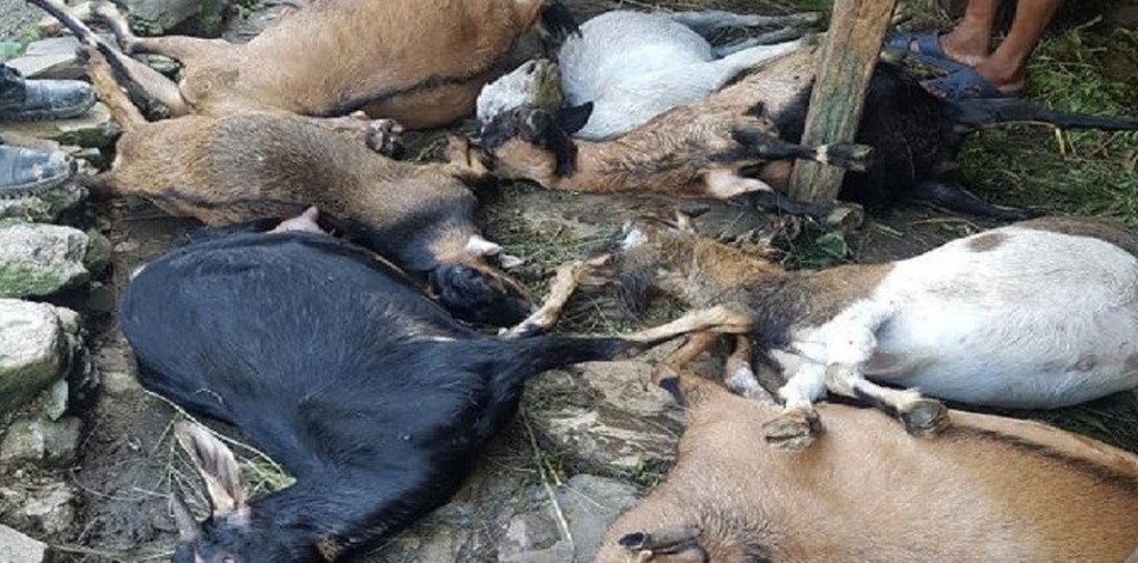 बाख्रामा अज्ञात रोग देखिएपछि खोटाङका बाख्रा किसान चिन्तित