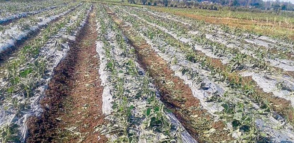 लगातारको वर्षाले तरकारी खेती सखाप