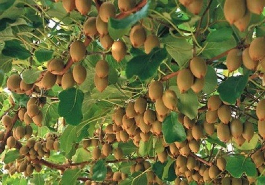 तीन वर्षमै किबी फलेपछि, किसान उत्साहित
