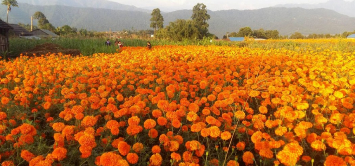 घर आँगनको फूलबाट आम्दानी गर्दै गृहिणी