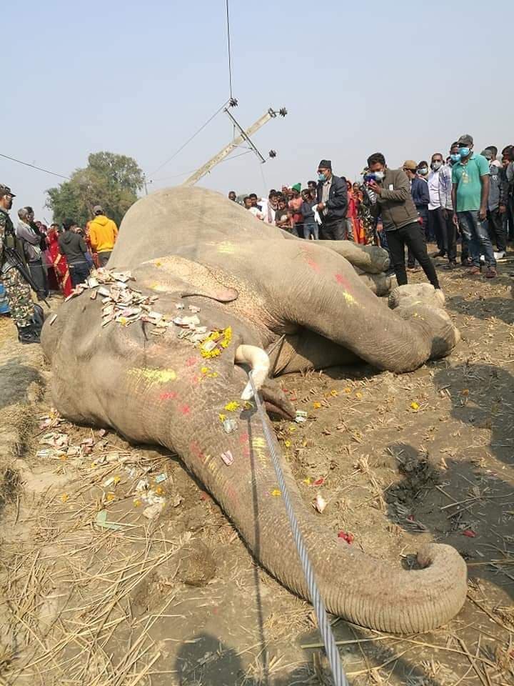करेण्ट लागेर हात्तीकाे मृत्यु