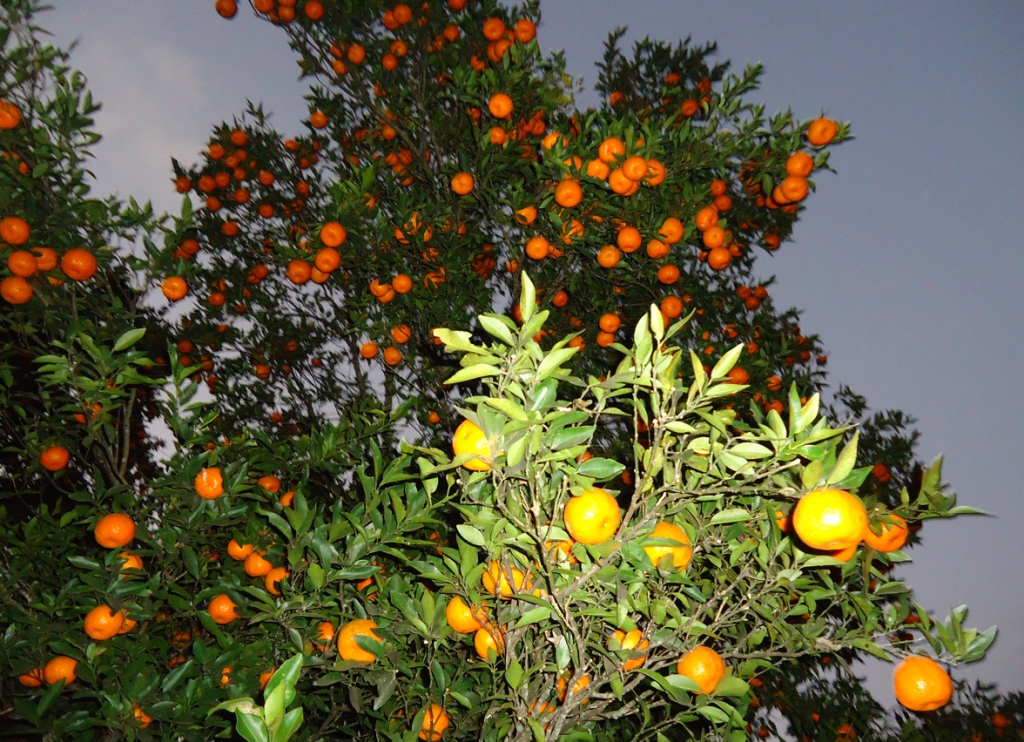 सुन्तला बगैँचामा किराको प्रकोप 