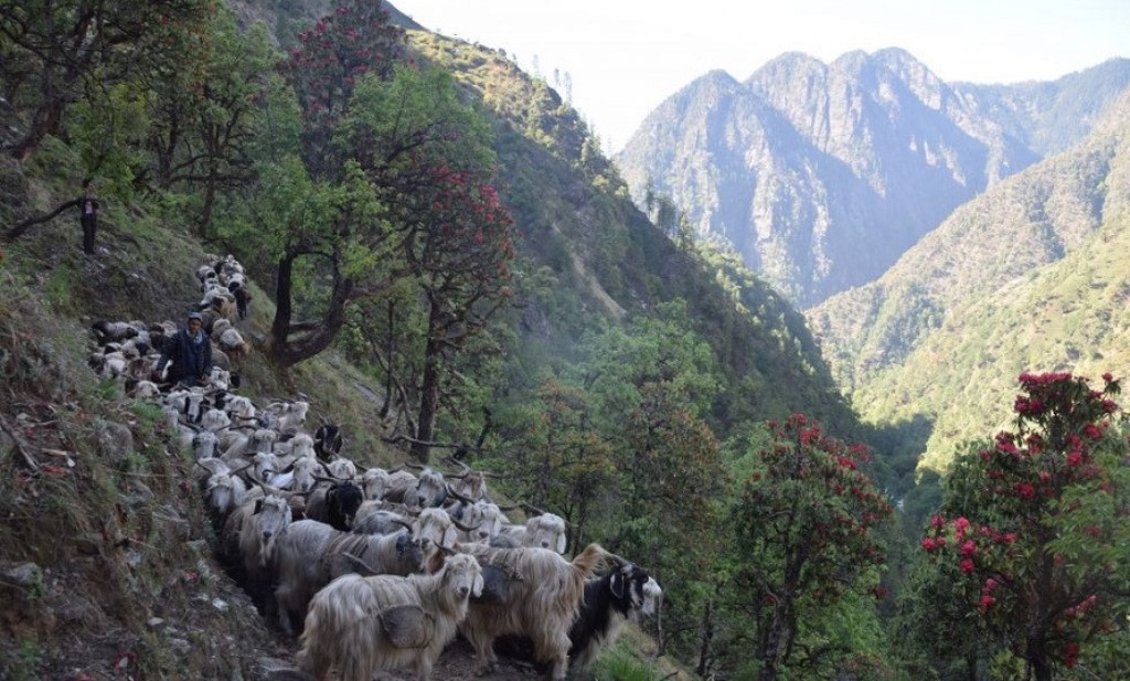 जाडो छल्न भेडाका बथान बेँसीमा