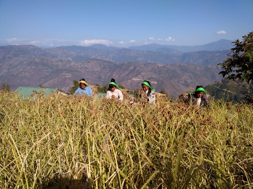 उदयपुरका किसानलाई काेदाे थन्क्याउन चटाराे