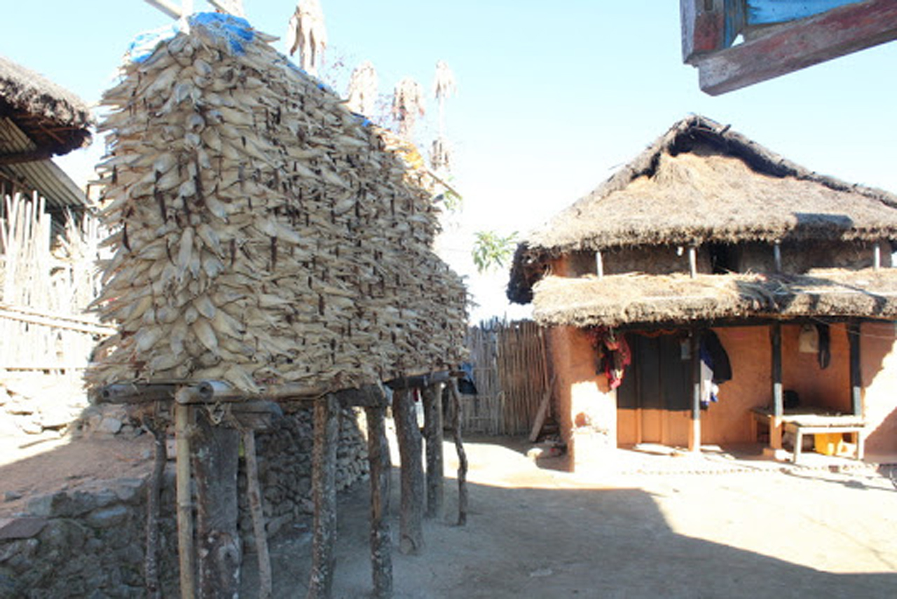 लोप हुँदै घर छेउकै परालको कुन्युँ र मकैको थाङ्ग्रो