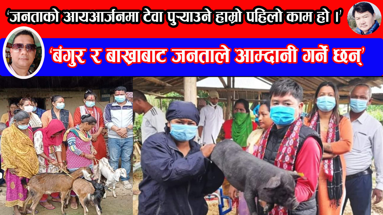 उदयपुरको चौदण्डीगढी नगरपालिकामा विपन्न परिवारको आर्यआर्जन बृद्धि गर्न बंगुर र बाख्राको पाठापाठी वितरण (भिडियाे रिपाेर्टसहित)