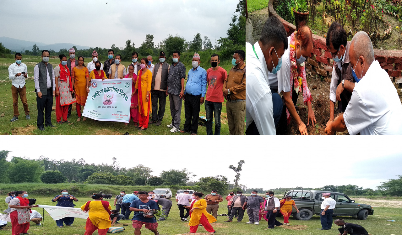 डिभिजन वन कार्यालय उदयपुरद्वारा ३० हजार विरुवा रोपिँदै