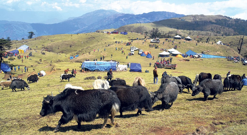 ताप्लेजुङकाे याङ्मामा याक बिक्री नहुँदा किसान समस्यामा