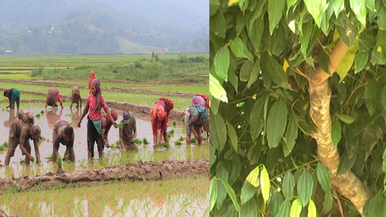 सिन्कौली खेतीतर्फ खोटाङका किसान आकर्षित हुँदै