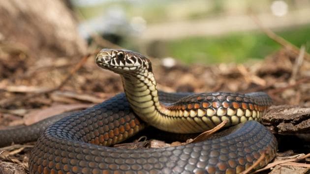 सप्तरीमा सर्पले डस्दा एकै घरका दिदीभाइको मृत्यु