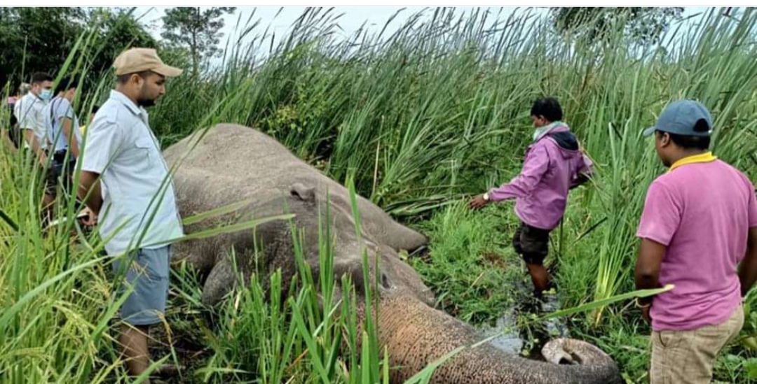 उदयपुरको बेलकामा ज्यान मारा हात्ति मृत फेला