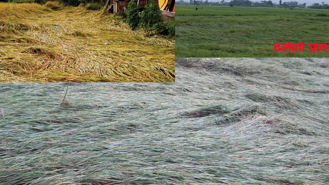 हावाहुरीसँगै परेकाे वर्षाले उदयपुरमा ३५ प्रतिशत धान नष्ट
