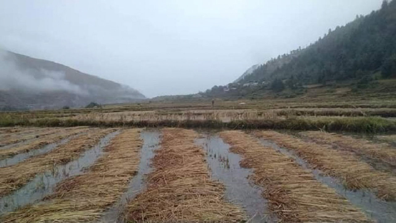बेमाैसमी वर्षाकाे कारण ८ अर्बभन्दाबढीकाे धानबालीमा क्षति