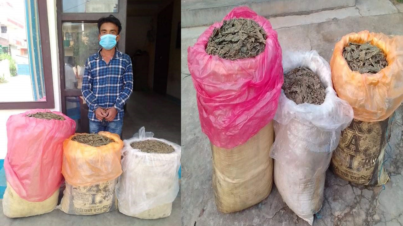 उदयपुरकाे कटारीमा ५३ किलो गाँजासहित एक पक्राउ