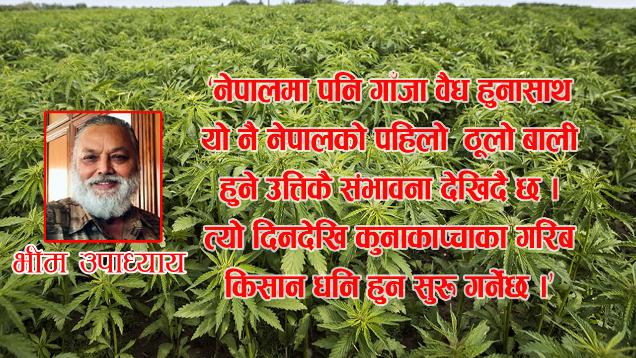 गाँजासँग जोडिएको समृद्धि