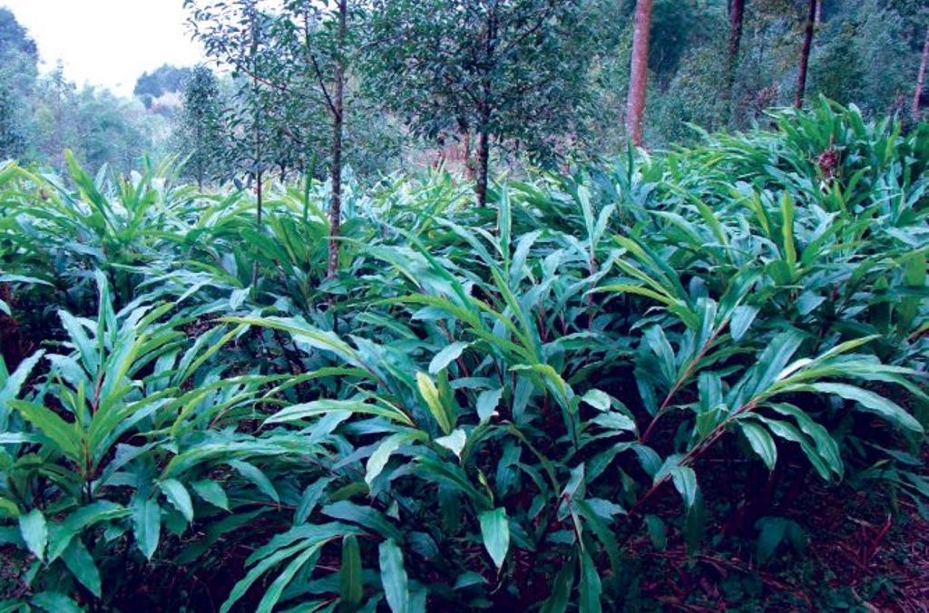 भाेजपुरमा मूल्यवृद्धिले अलैँचीखेती गर्ने किसानलाई राहत