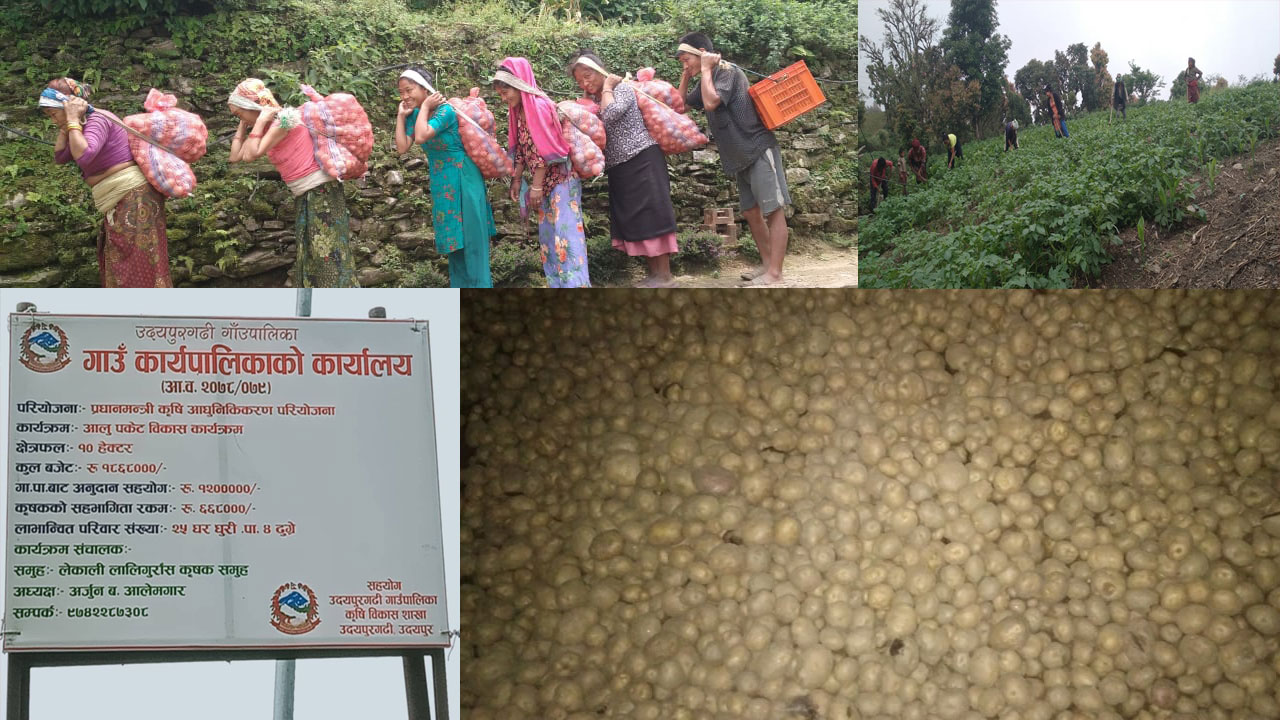 ढुंग्रेका किसान आलु खेतीतर्फ आर्कषित, ढुवानीमा समस्या