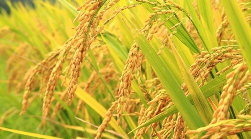 आधुनिक धान खेती कसरी गर्ने ?