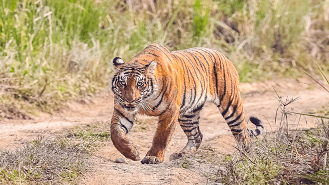 नियन्त्रणमा लिइएका बाघले खोर भरिए