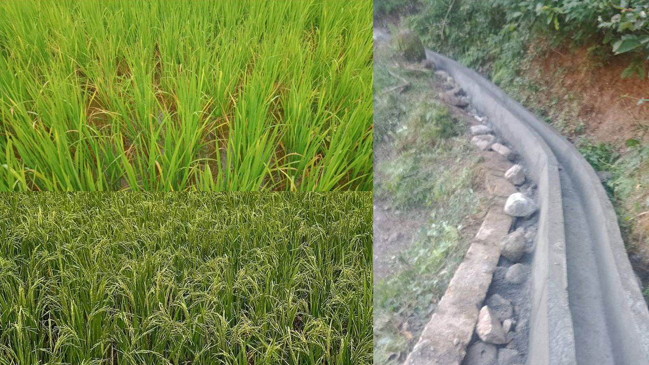 धान उत्पादनमा जोड दिँदै उदयपुरगढी गाउँपालिका