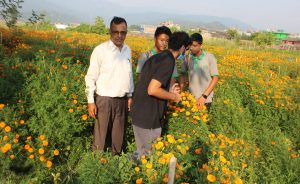 फुल वेचेर आम्दानी गर्दै त्रिवेणी माविका विद्यार्थी