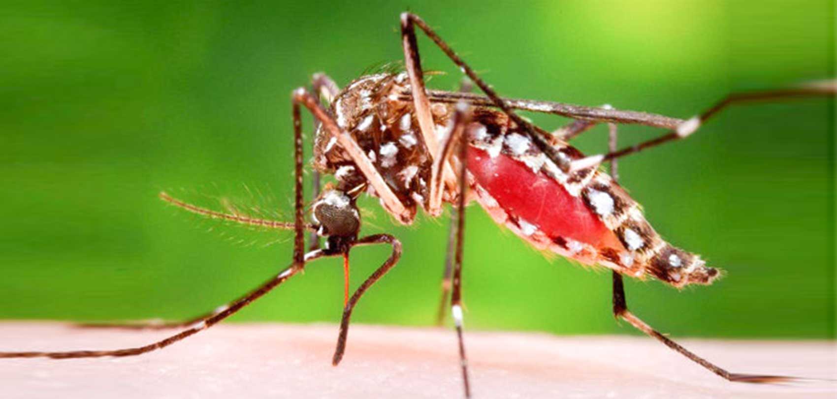 भियतनाममा दश महिनामा डेंगु ज्वरोका कारण एक सय दुई जनाको मृत्यु