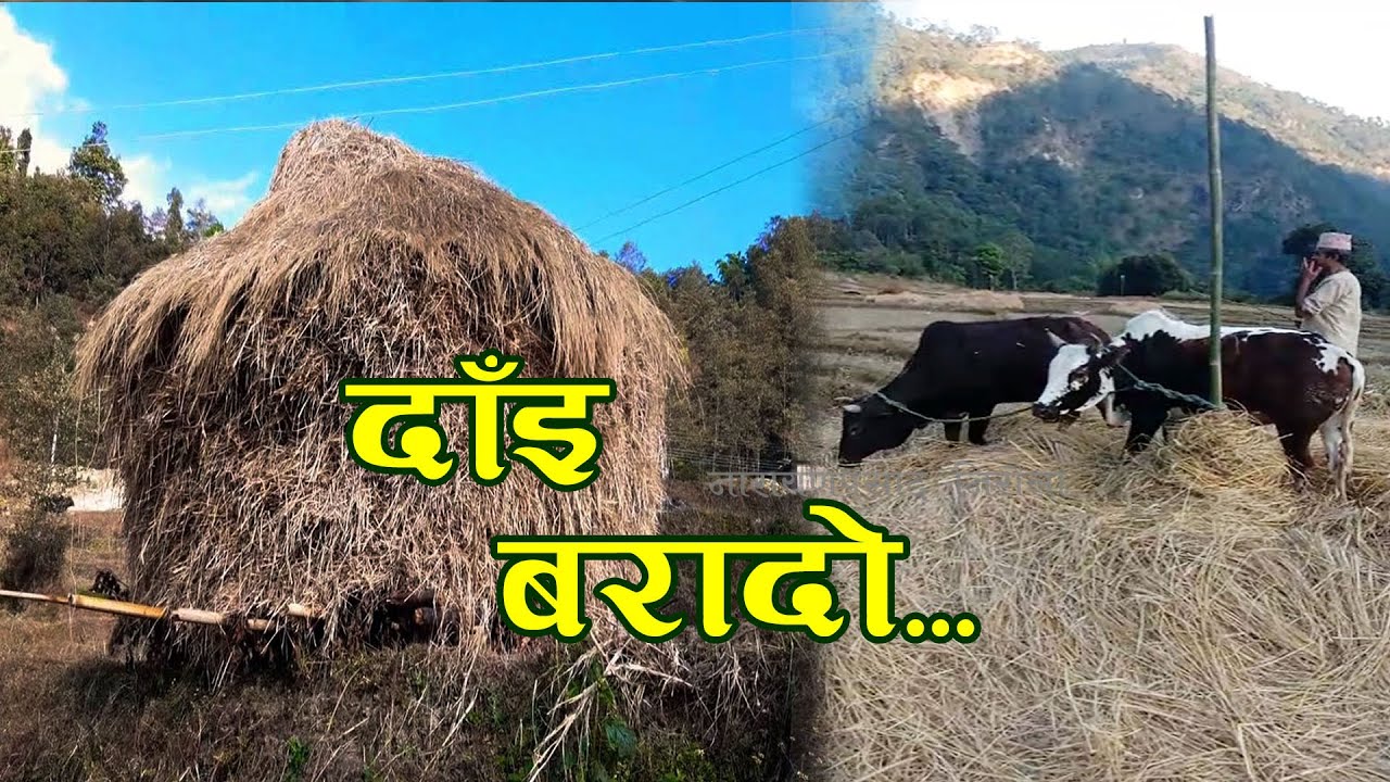 ग्रामीण क्षेत्रमा दाइँ लगाउने चलन हराउँदै
