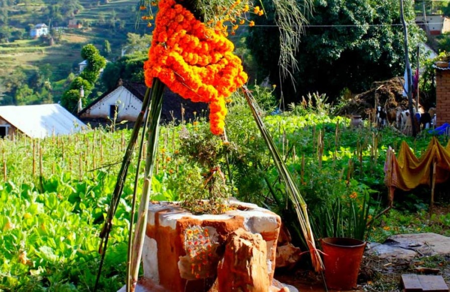आज हरिबोधिनी एकादशी: तुलसीको विशेष पूजासहित विवाह 