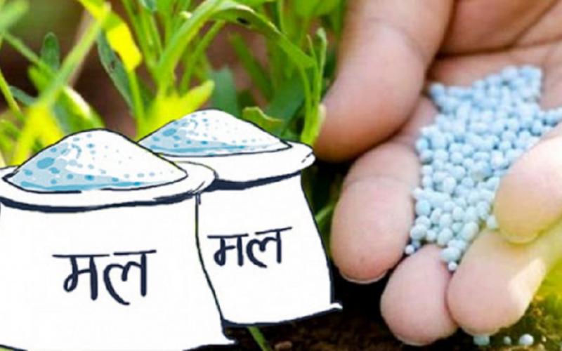 किसानलाई गहुँ छर्न मल अभाव