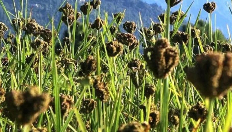 बागलुङमा फेरियो कोदोको परिचय