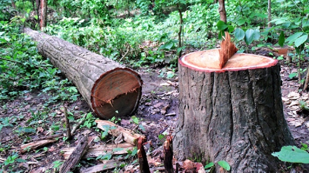 सङ्खुवासभामा विद्युत् विस्तारका लागि १४ हजार रूख कटान 