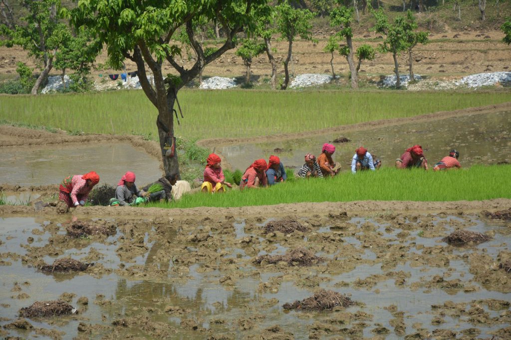 उदयपुरमा चैते धानखेती घट्दै