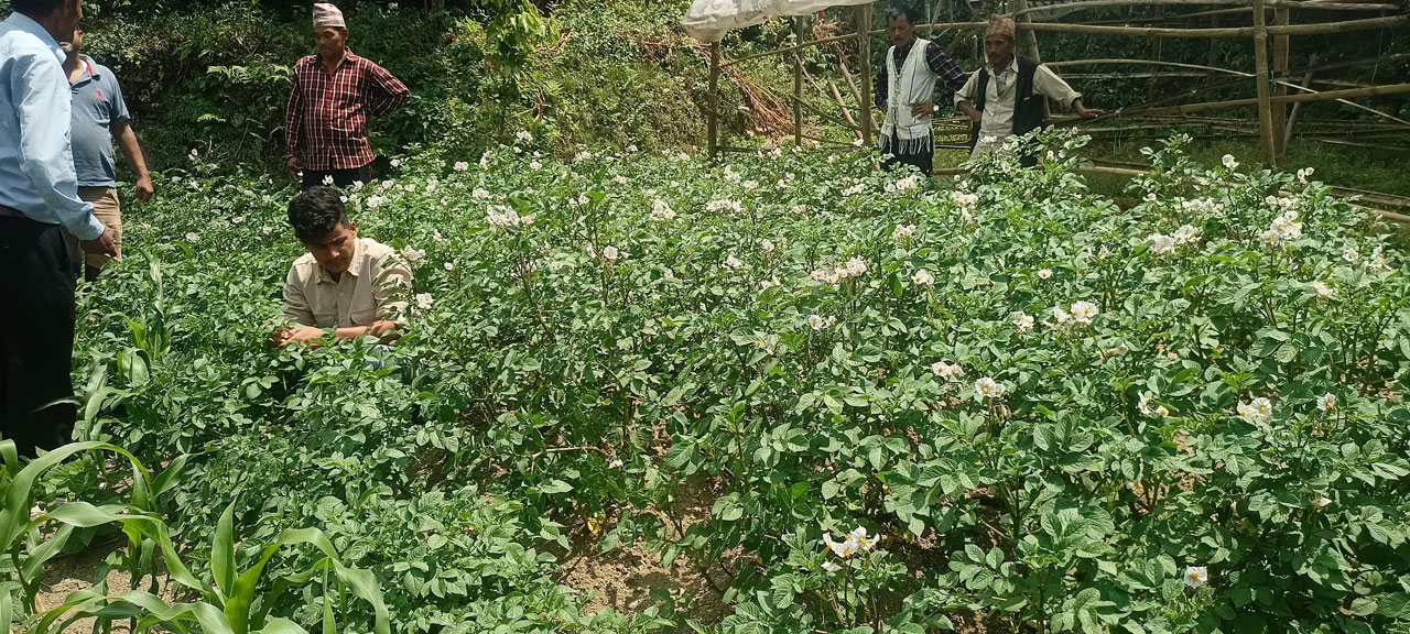 व्यावसायीक आलुखेतीमा जम्दै ढुंग्रेका कृषक 