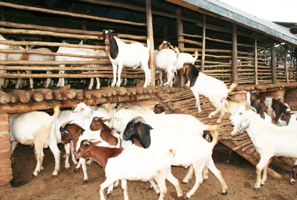 ब्यबसायिक बाख्रा पालन गर्ने सजिलो तरिका