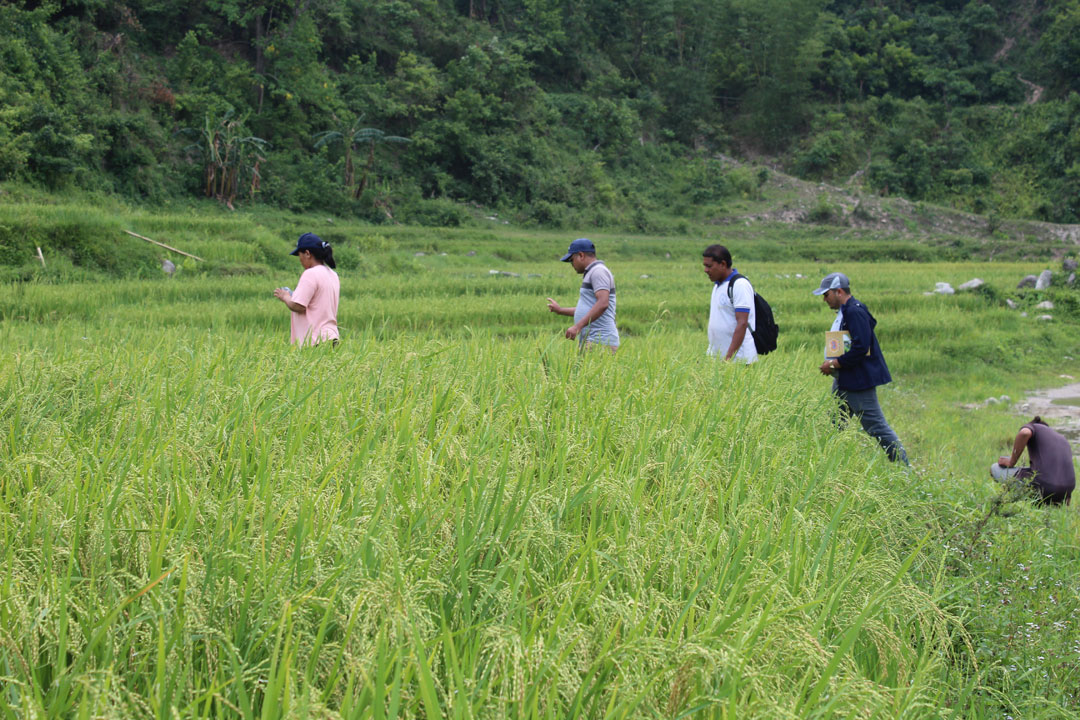 चैते धानको उत्पादन क्षेत्रफल विस्तार गर्दै उदयपुरगढी गाउँपालिका