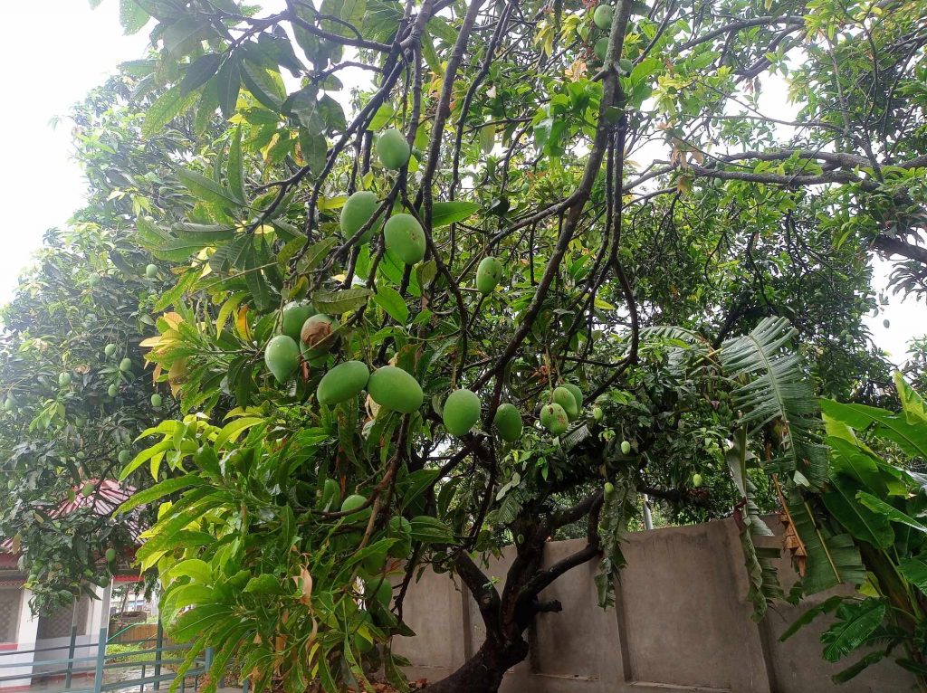 सप्तरीमा यस वर्ष डेढ गुनाबढी आँप उत्पादन हुने