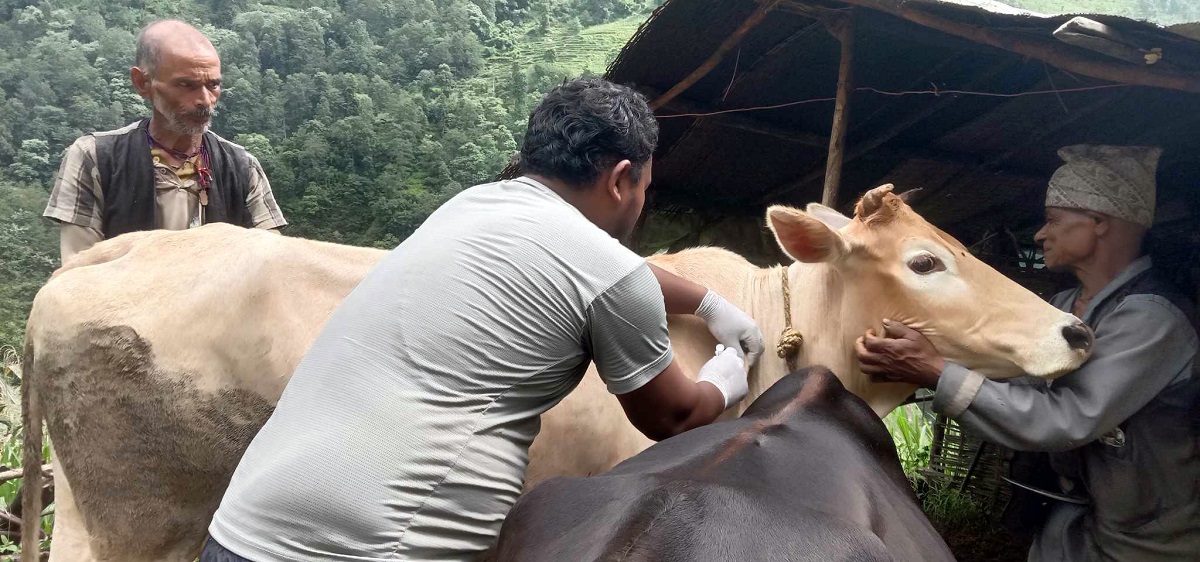 उदयपुरमा १५ हजार पशुलाई लम्पी स्किन रोगविरुद्ध खोप 